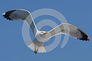 Seagull in flight