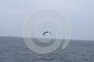 Seagull at flight