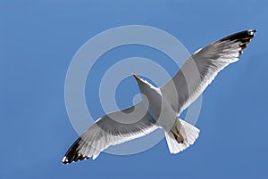 Seagull in flight