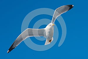 Seagull in flight