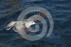 Seagull in flight