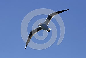 Seagull in flight