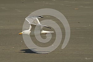 Seagull in flight