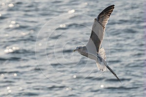 seagull in flight