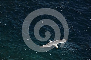 Seagull in flight