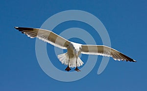 Seagull in flight