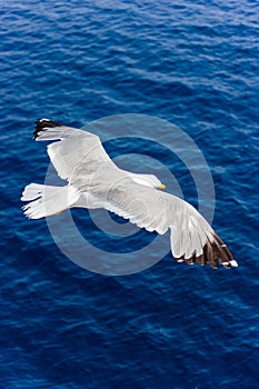 Seagull in flight