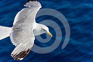 Seagull in flight