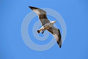 Seagull in flight