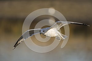 Seagull in flight