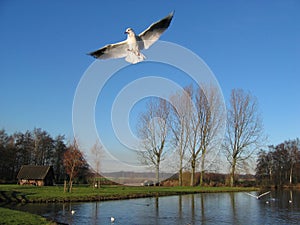 Seagull in flight