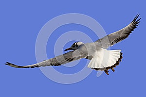 Seagull in flight-7