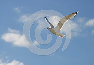 Seagull in Flight