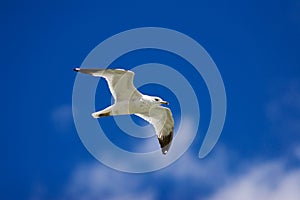 Seagull in flight