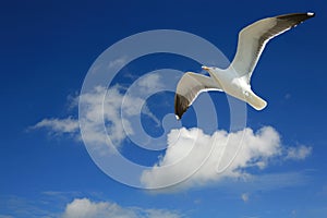 Seagull in Flight