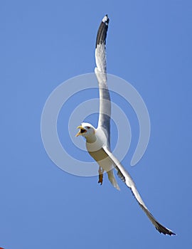 Seagull in flight