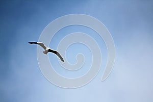 Seagull flight above the ocean