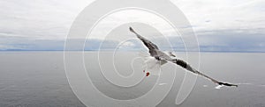 Seagull flight above the ocean