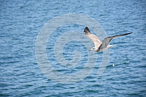 Seagull in Flight Above the Ocean