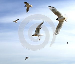 The seagull in flight above th