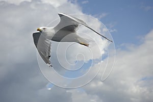 Seagull in flight against the background of obak and sky.