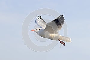 Seagull in flight against the background of the sky