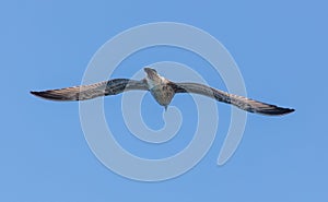 Seagull in flight against the blue sky