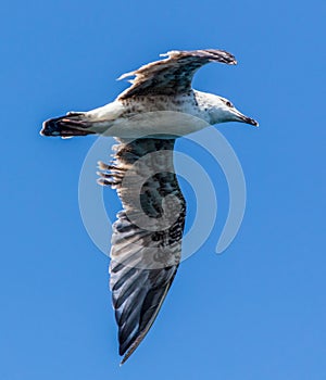 Seagull in flight against the blue sky