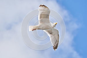 Seagull in flight against blue sky, background., seen from below