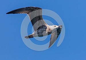 Seagull in flight against the blue sky