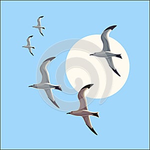 Seagull in flight against the blue sky