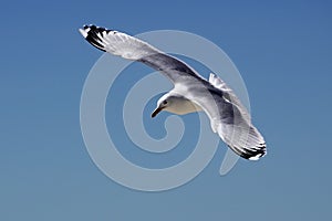 Seagull in flight against the blue sky