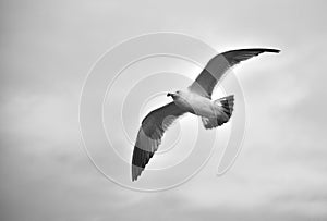 Seagull in Flight Against Cloudy Sky