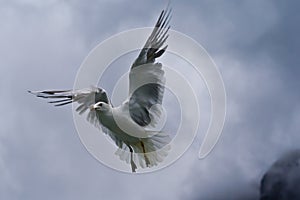 Seagull in flight against a cloudy sky with gray clouds