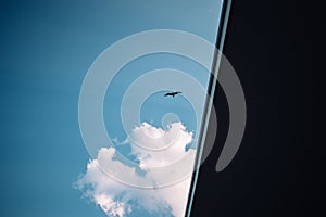 Seagull flight against light blue sky