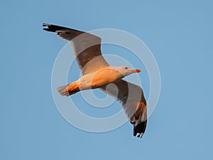 Seagull in flight against the setting sun