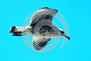 Seagull in flight against the sky