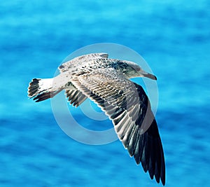 Seagull in flight against the sky