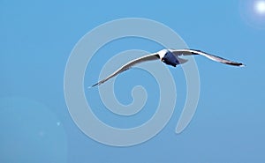 A seagull in flight on a blue sky.