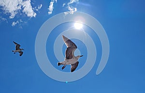 Seagull flight with blue sky in the background