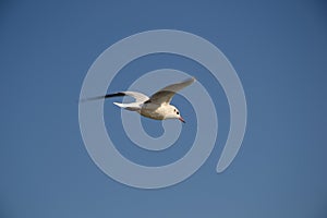 Seagull in flight on blue sky background