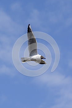seagull in flight