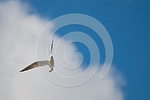 Seagull in flight in the blue sky and white cloud