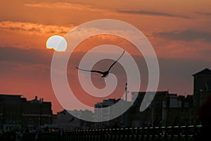 Seagull in flight at Brighton beach