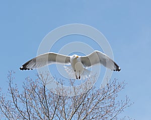 Seagull in flight, close