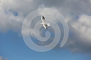 Seagull flight in the cloud blue sky