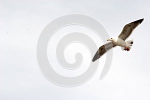 Seagull Flight with copy space