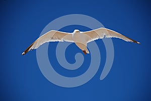 Seagull in flight, Folkestone