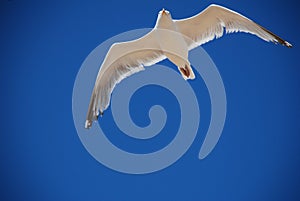 Seagull in flight, Folkestone