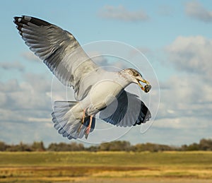 A seagull in flight with food in its mouth